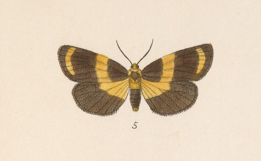 Eucyclopera cypris