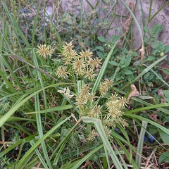 Cyperus compactus