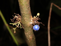 Miconia trichocalyx