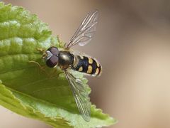 Epistrophella euchroma