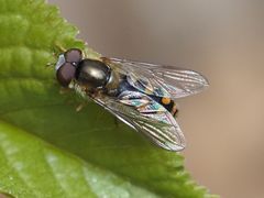 Epistrophella euchroma