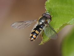 Epistrophella euchroma