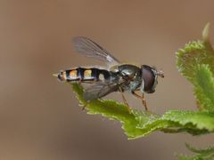 Epistrophella euchroma