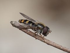 Epistrophella euchroma