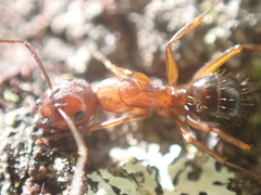 Camponotus snellingi image