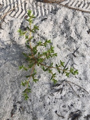 Paronychia chartacea