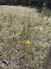 Erysimum teretifolium