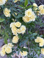 Rosa banksiae