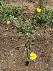 Coreopsis nuecensis