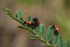 Coptocephala pallens