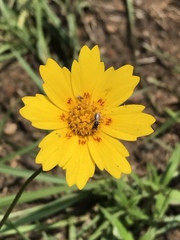 Coreopsis nuecensis