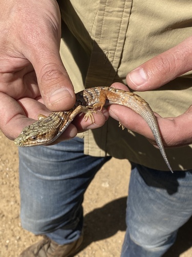 iNaturalist observation photo of Southern Alligator Lizard