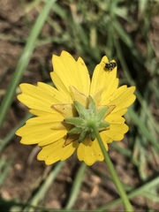Coreopsis nuecensis