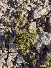 Chorizanthe brevicornu