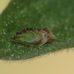 Nyctiphalerus propinquus