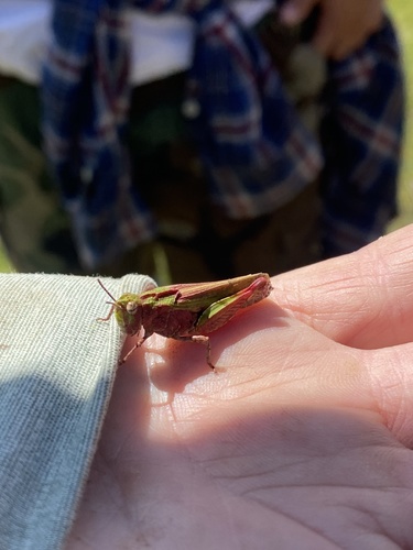 iNaturalist observation photo of Painted Meadow Grasshopper
