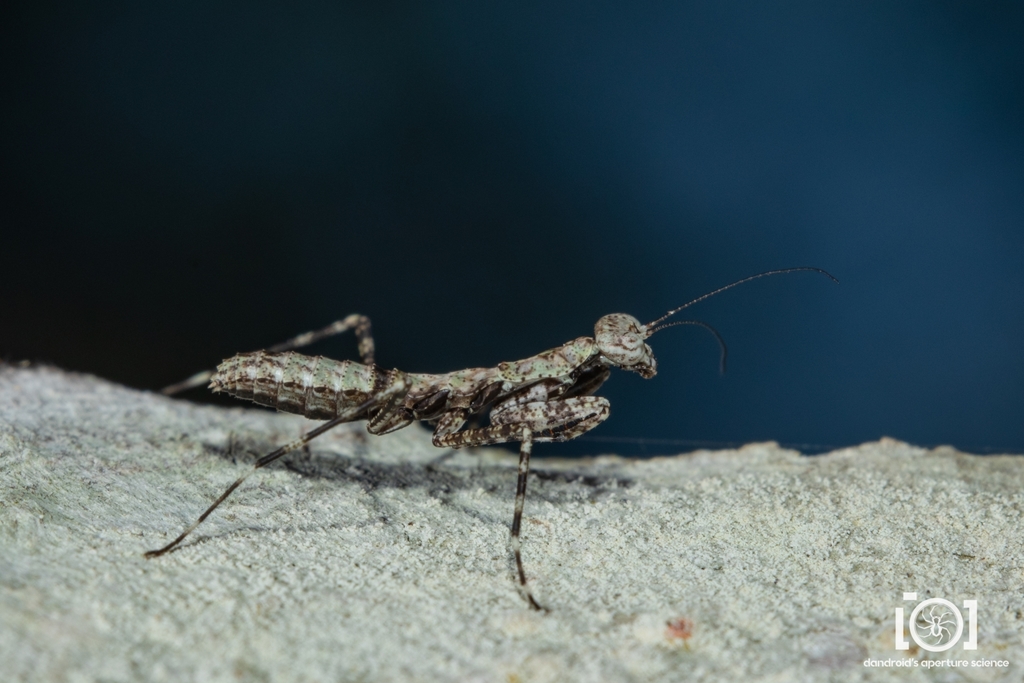 Florida Bark Mantid