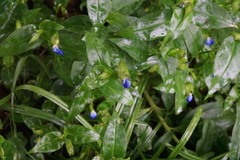 Commelina communis