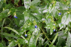 Commelina communis