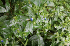 Commelina communis
