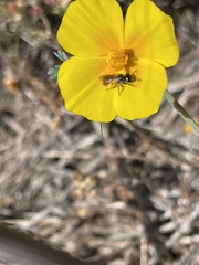 Micralictoides ruficaudus