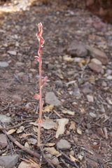 Bletia revoluta