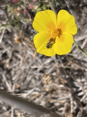 Micralictoides ruficaudus