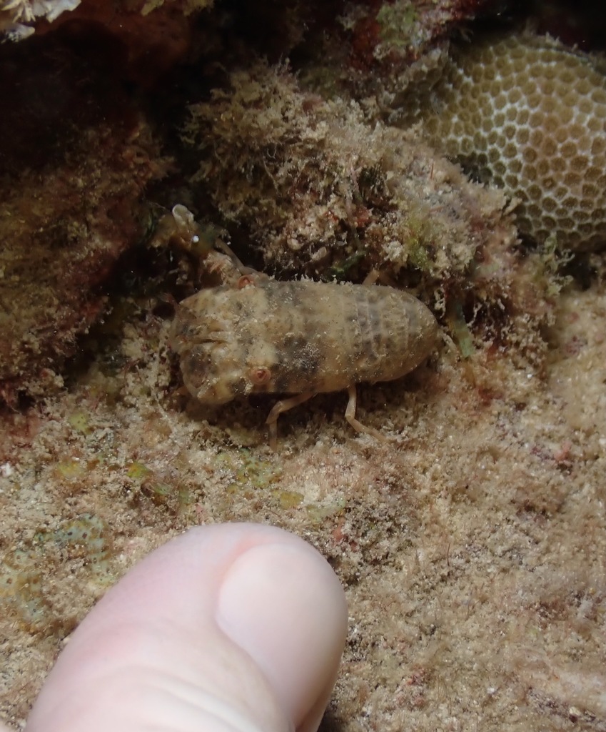 Biarctus