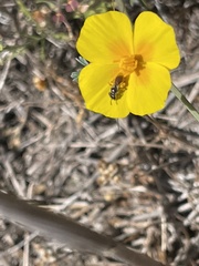 Micralictoides ruficaudus