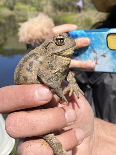 iNaturalist observation photo of Western Toad