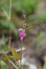 Desmodium scorpiurus