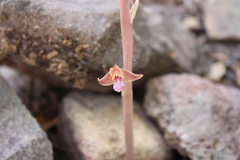Bletia revoluta