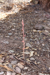 Bletia revoluta