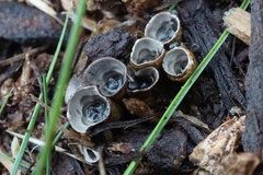 Cyathus stercoreus