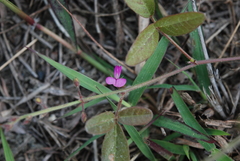 Desmodium scorpiurus