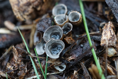 Cyathus stercoreus