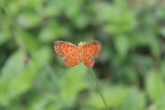 Parvospila lucianus