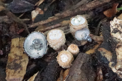 Cyathus stercoreus
