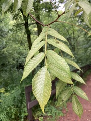 Juglans cinerea
