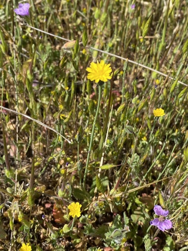 iNaturalist observation photo of Smooth Cat's Ear