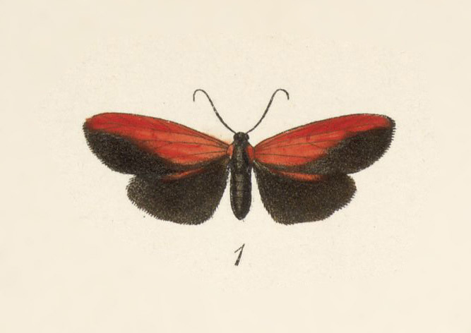 Ptychoglene xylophila