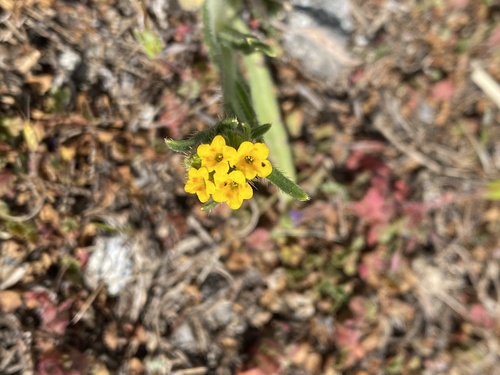 iNaturalist observation photo of Common Fiddleneck