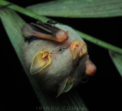 Mesophylla macconnelli