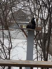 Sciurus carolinensis