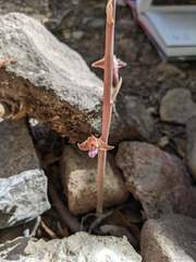 Bletia revoluta