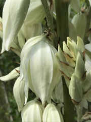 Yucca cernua