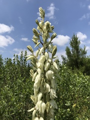 Yucca cernua