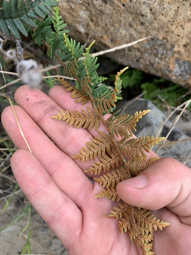 Paragymnopteris marantae image