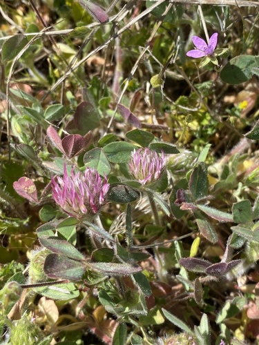 iNaturalist observation photo of Rose Clover