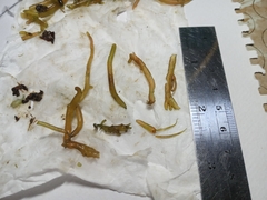 Gracilariaceae